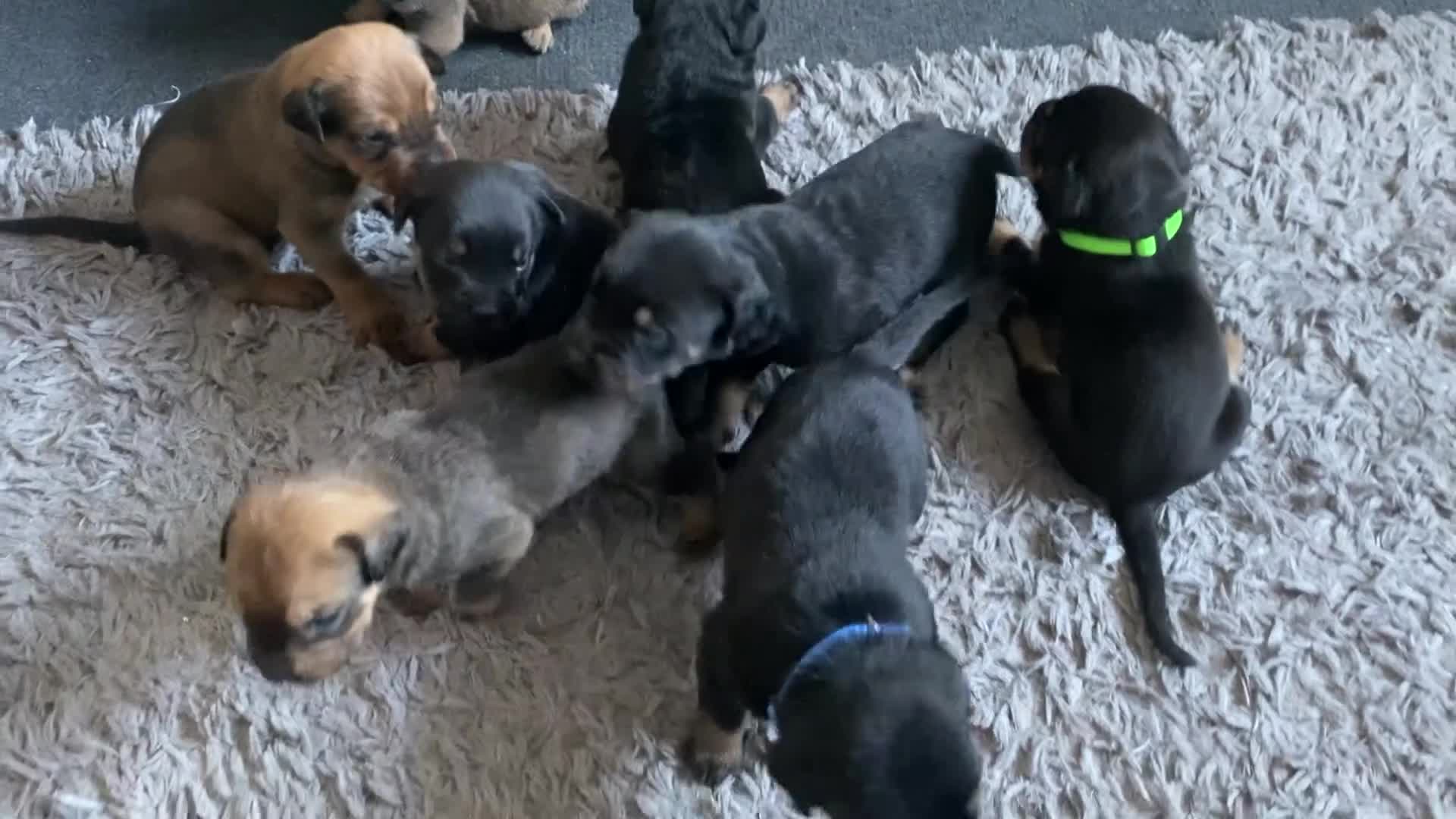 Mixed Breed dogs for sale: ROTTWEILER cross bullmastiff  - Video 2