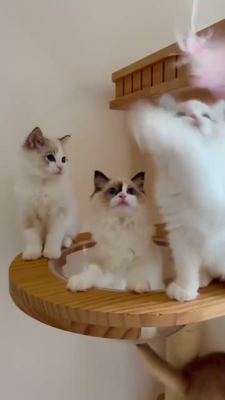 Ragdoll cats for sale: Adorable Ragdoll Kittens - 12 Weeks, Ready Now - Video 3