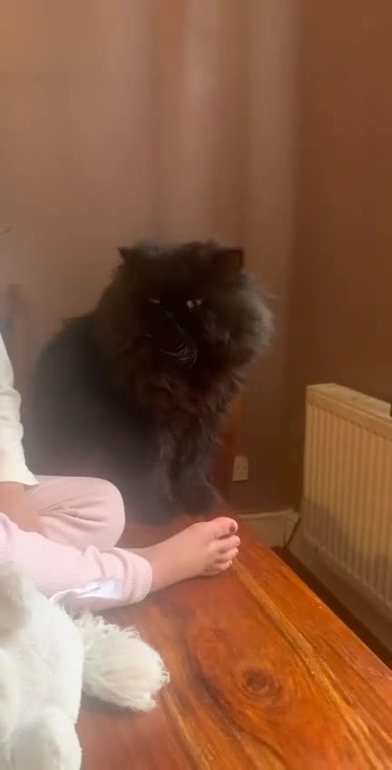 Persian cats for sale: Flatface purebred Persian king - Video 1