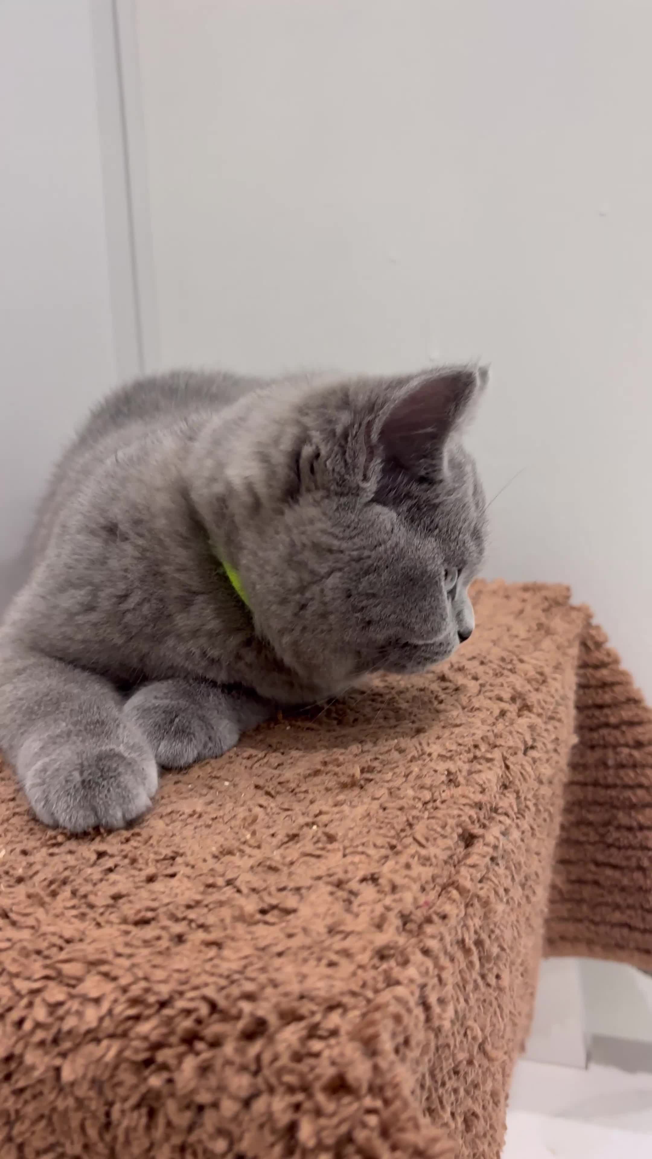 British Shorthair cats for sale: PEDIGREE BLUE BSH KITTEN AVAILABLE NOW!  - Video 1