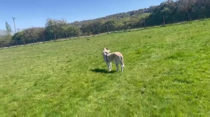 Mixed Breed dogs for adoption: Lovely Lara 🩷🐾 - Video 5