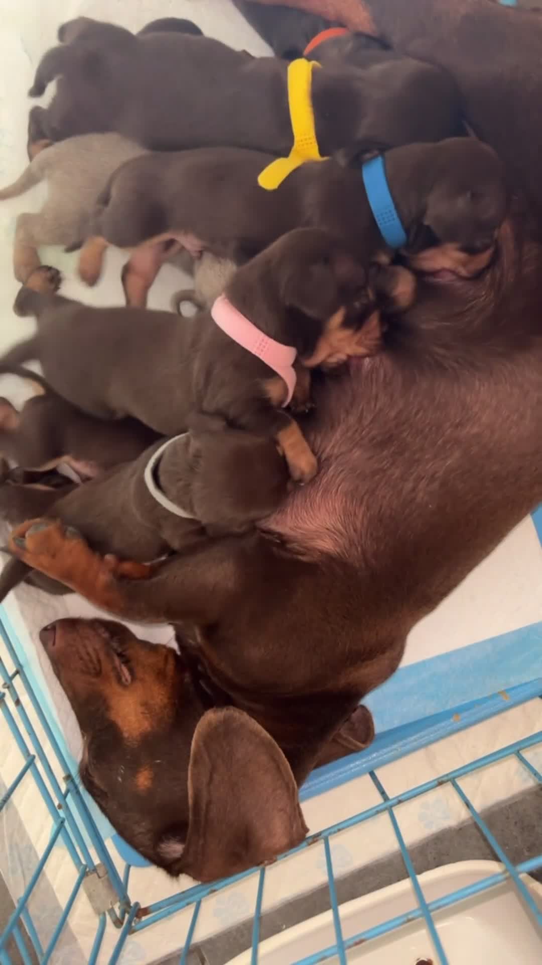 Miniature Dachshund dogs for sale: Beautiful Mini Dachshund Puppies  in Welwyn - Video 1
