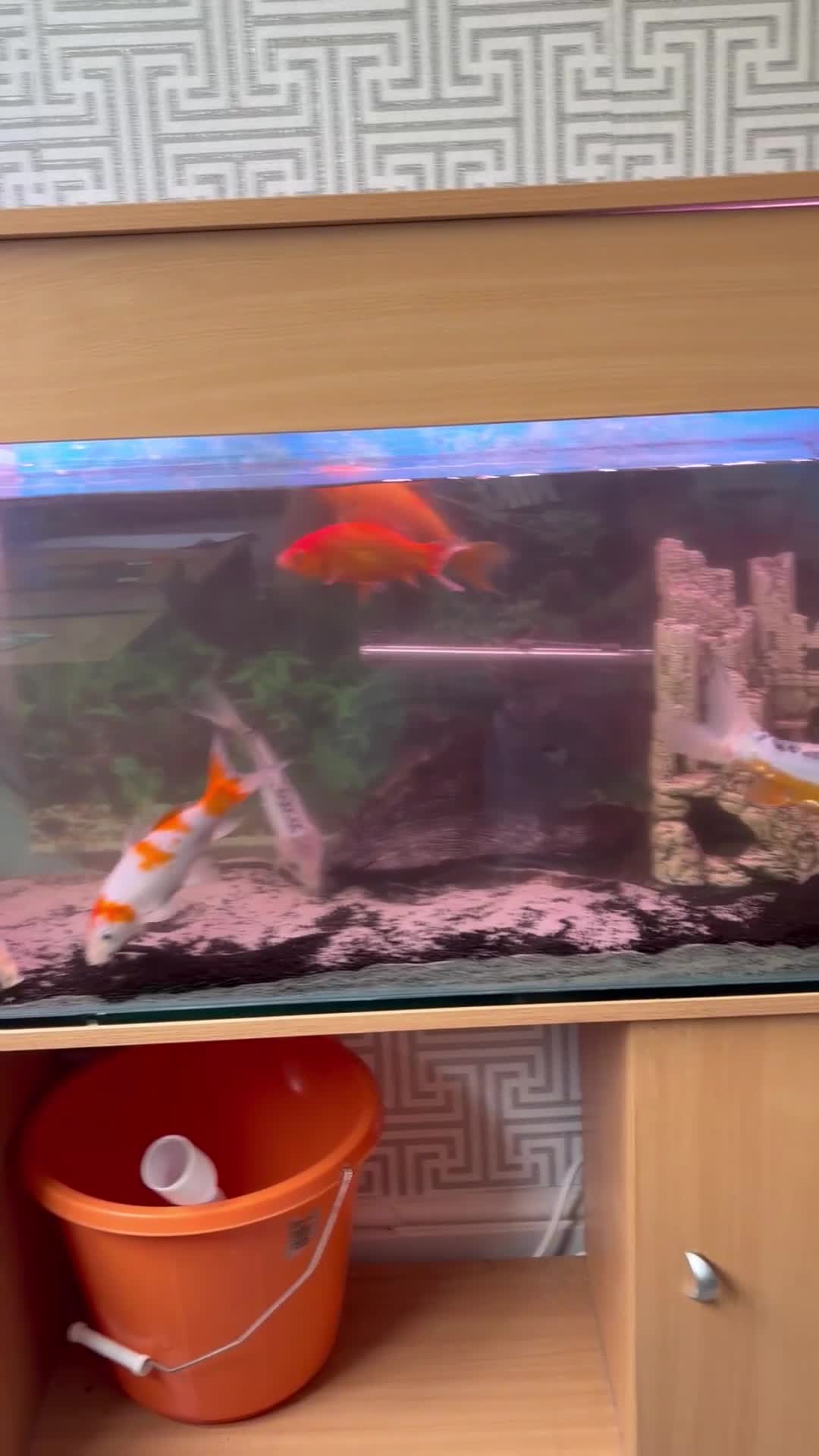 Koi Carp fish for sale: Koi japens - Video 5