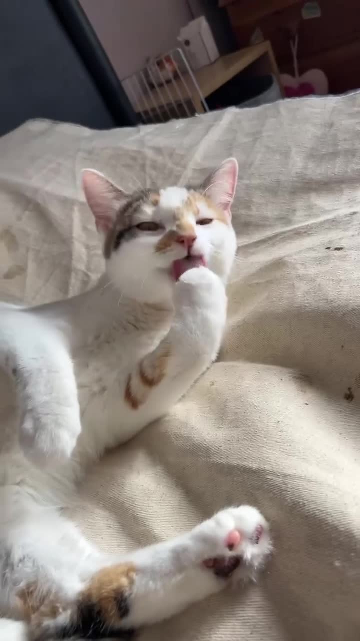 Domestic Shorthair cats for sale: Pretty young female cat - Video 1