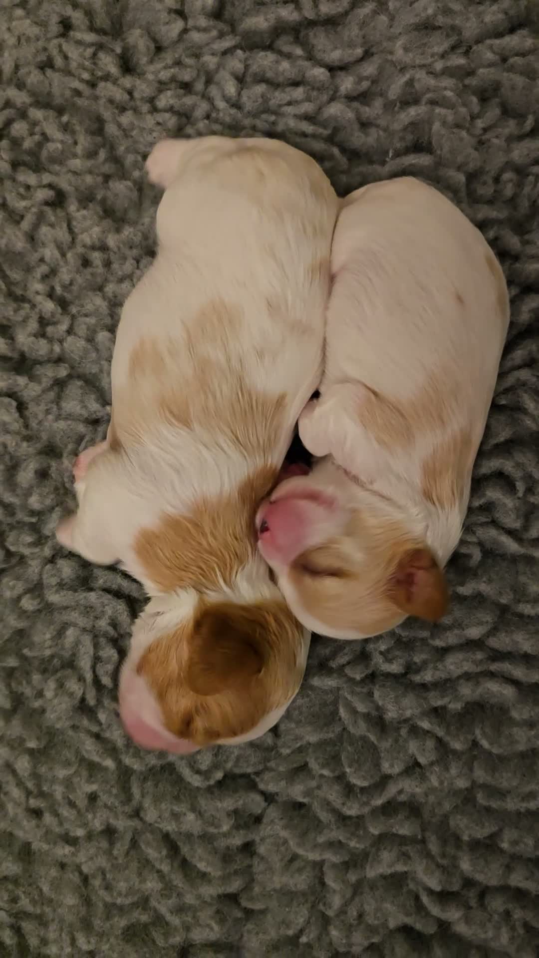 Cavalier King Charles Spaniel dogs for sale: KC Reg Health Tested Cavalier Puppies born 3/9 - Video 1