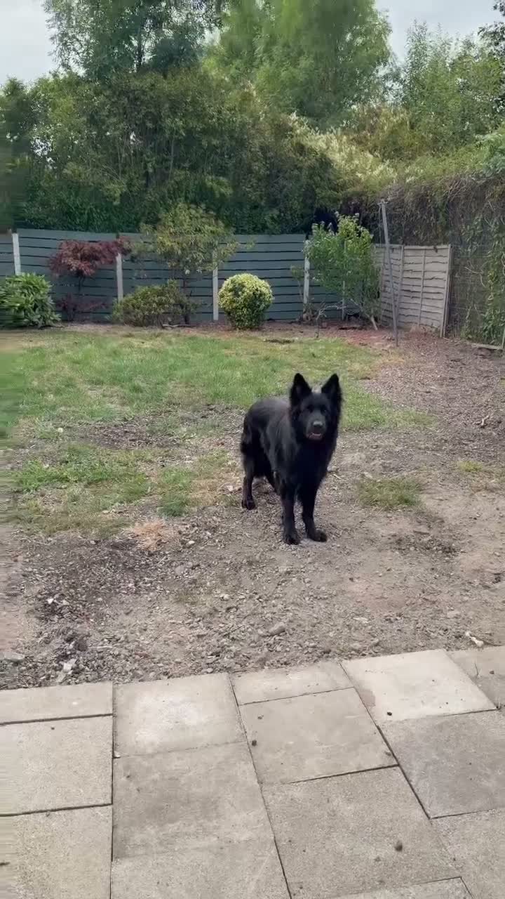 German Shepherd dogs for sale:  Pedigree German Shepherd pups straight backed - Video 2