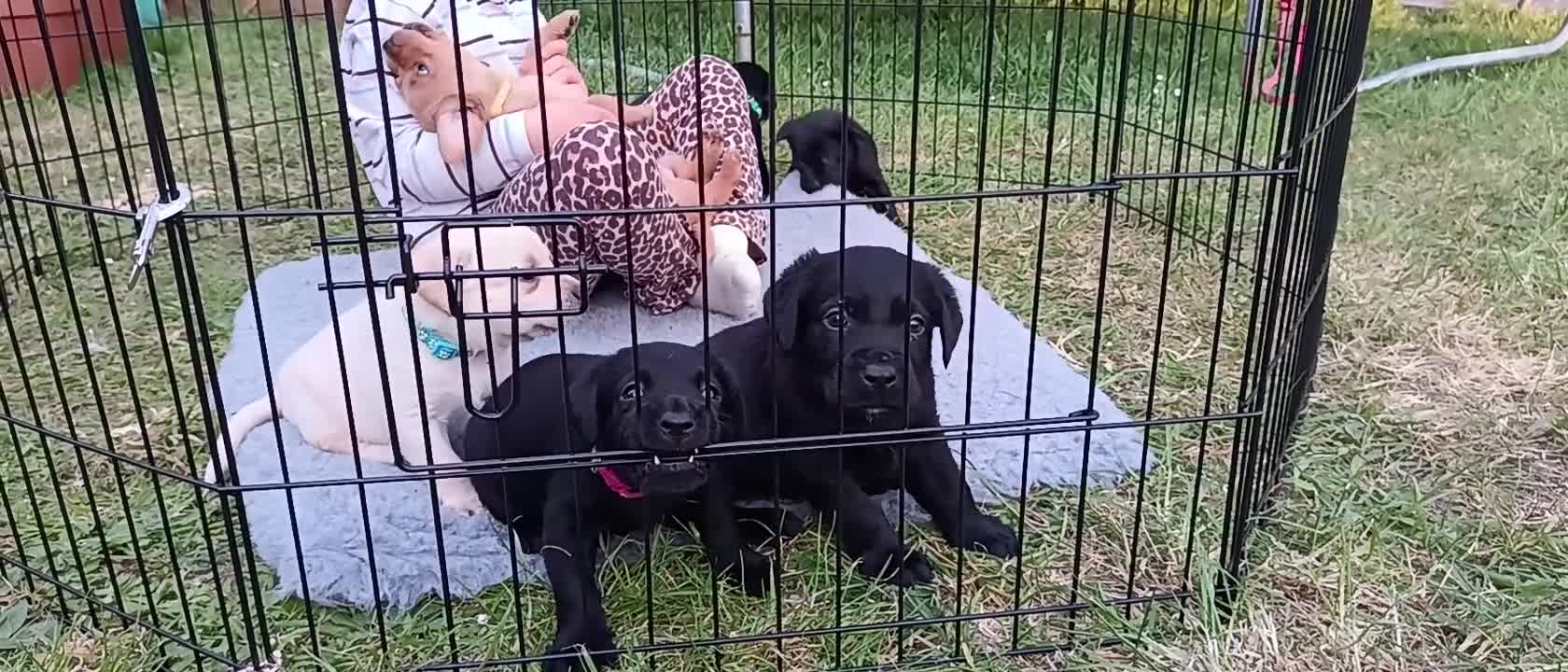Labrador Retriever dogs for sale: Working labrador puppies - Video 1