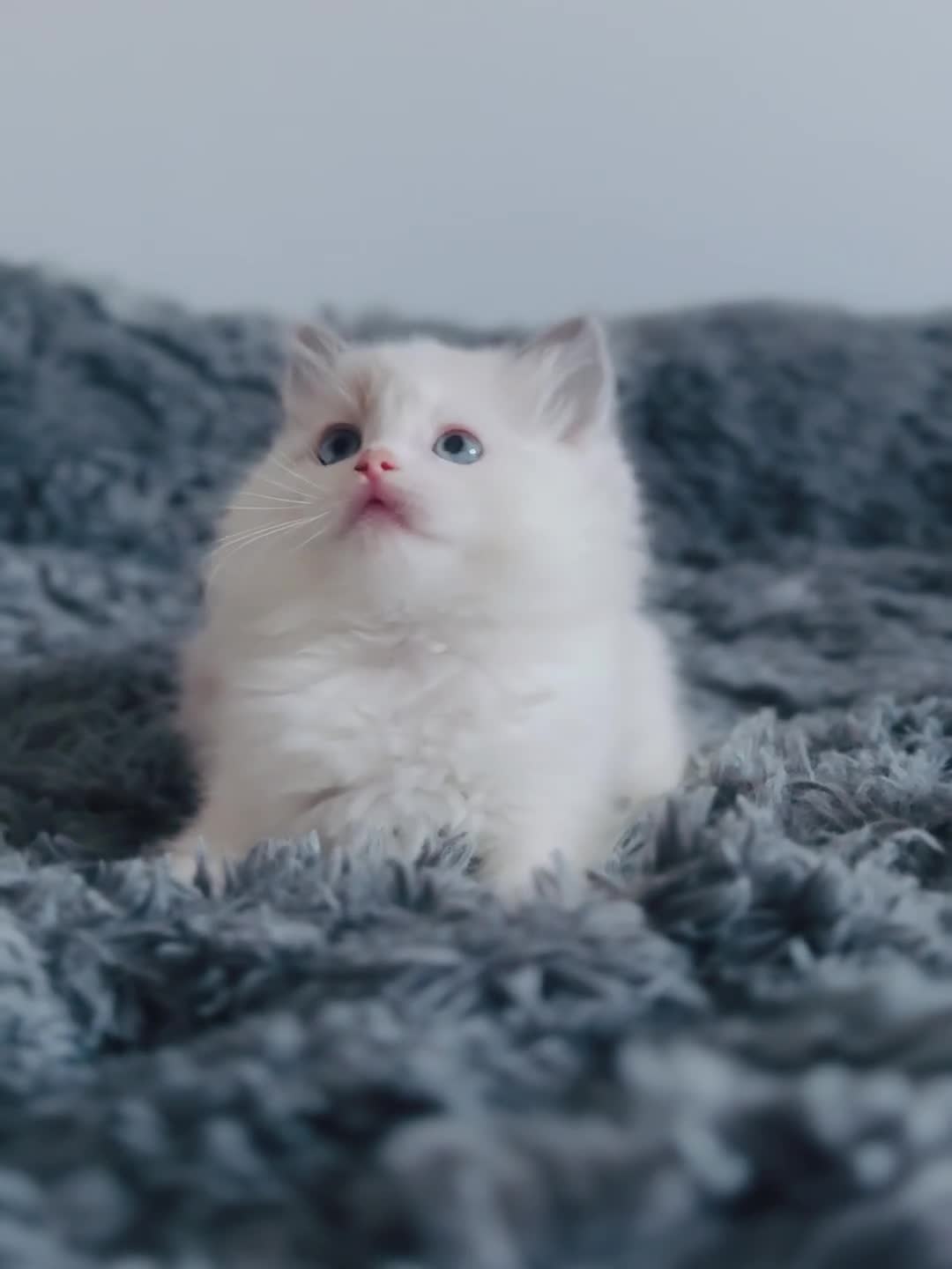 Ragdoll cats for sale: 🩷🐾Tica full Pedigree🐾EU Ragdoll 🐱🐾DNA Clear - Video 2