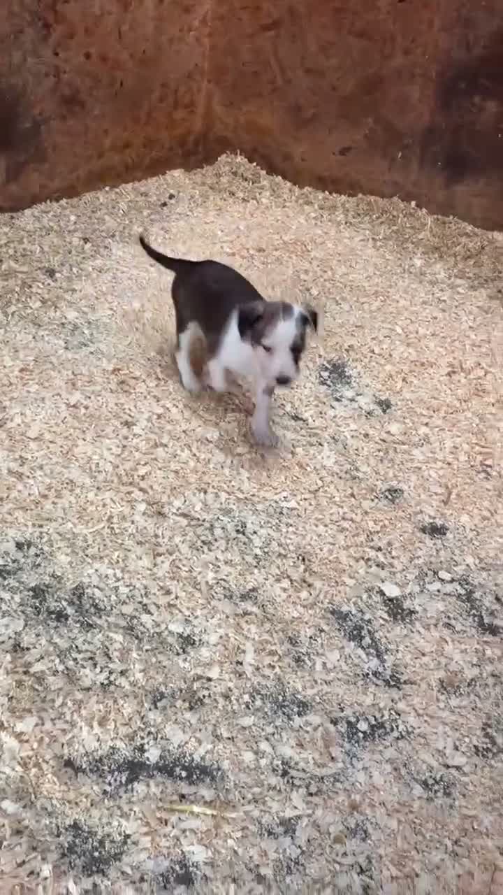 Mixed Breed dogs for sale: Collie whippet Bedlington greyhound puppies in Blackburn - Video 1