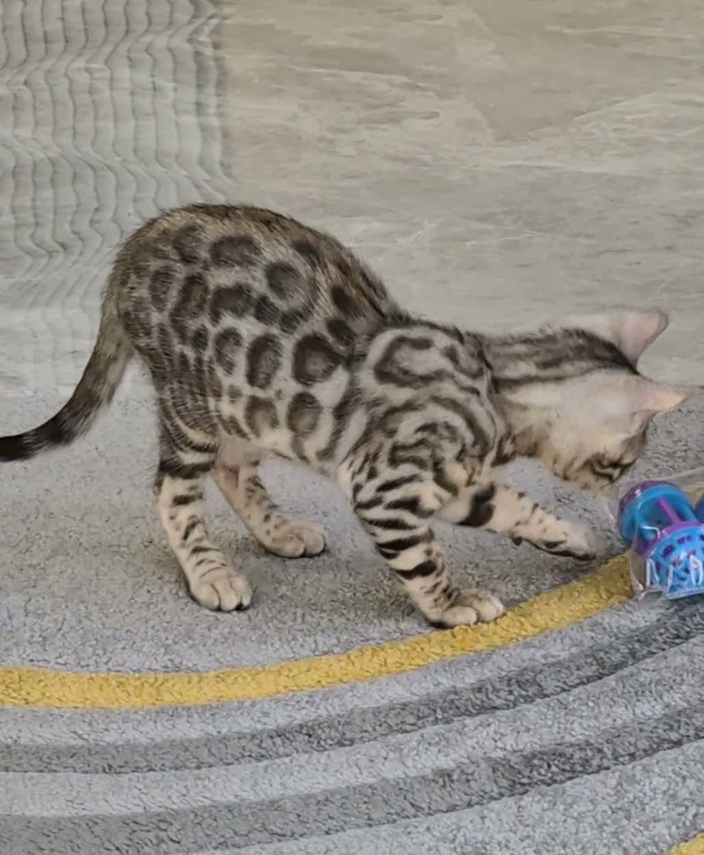 Ready Now Superb Bengal Girl Kitten for sale in Doncaster | Pets4Homes