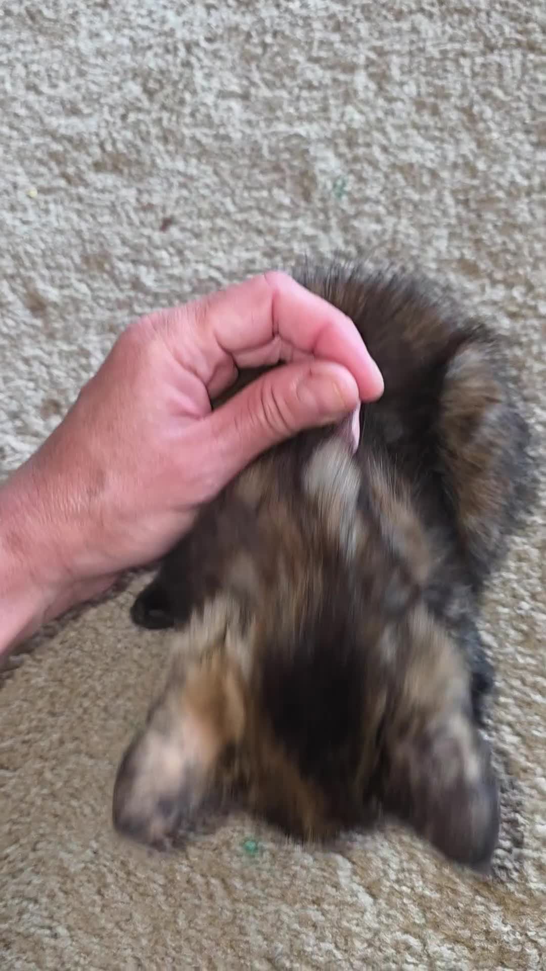 Mixed Breed cats for sale: Four beautiful fluffs - Video 4