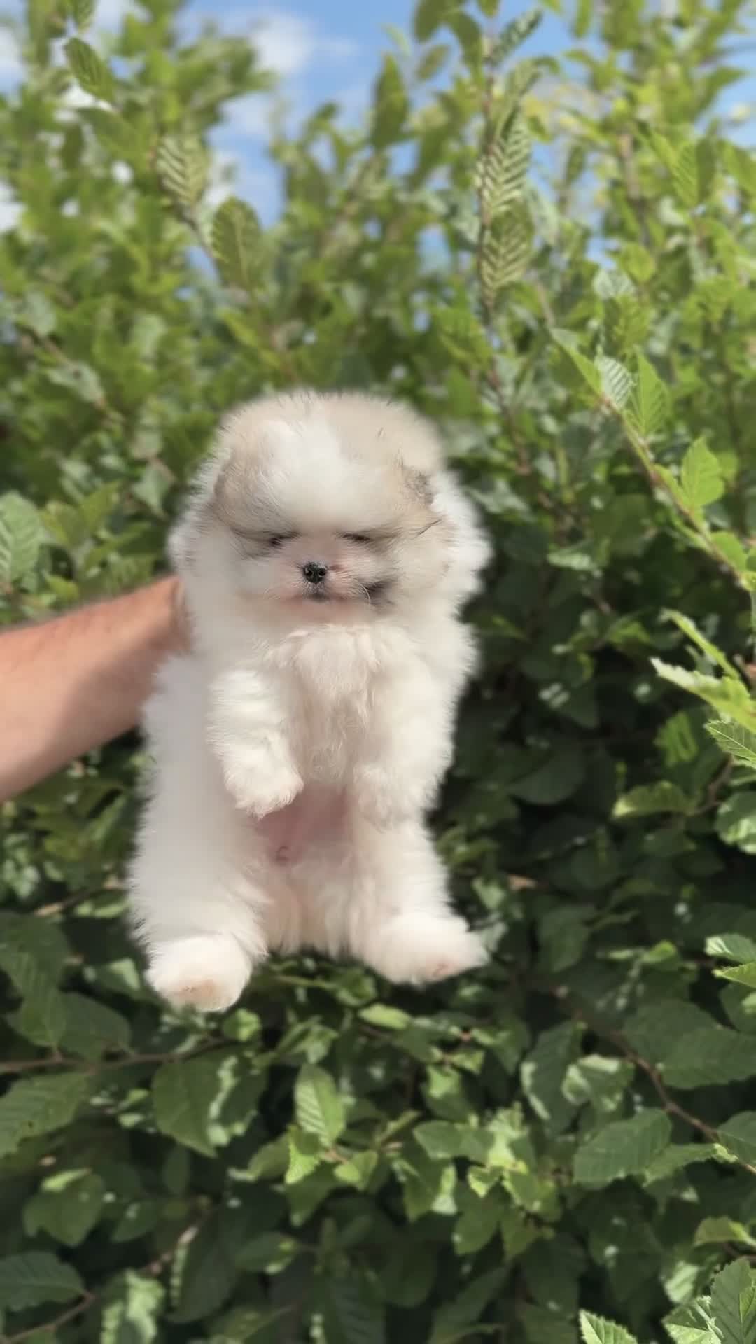 Pomeranian dogs for sale: Champion line🏆 Teddy Face 🧸 - Video 3