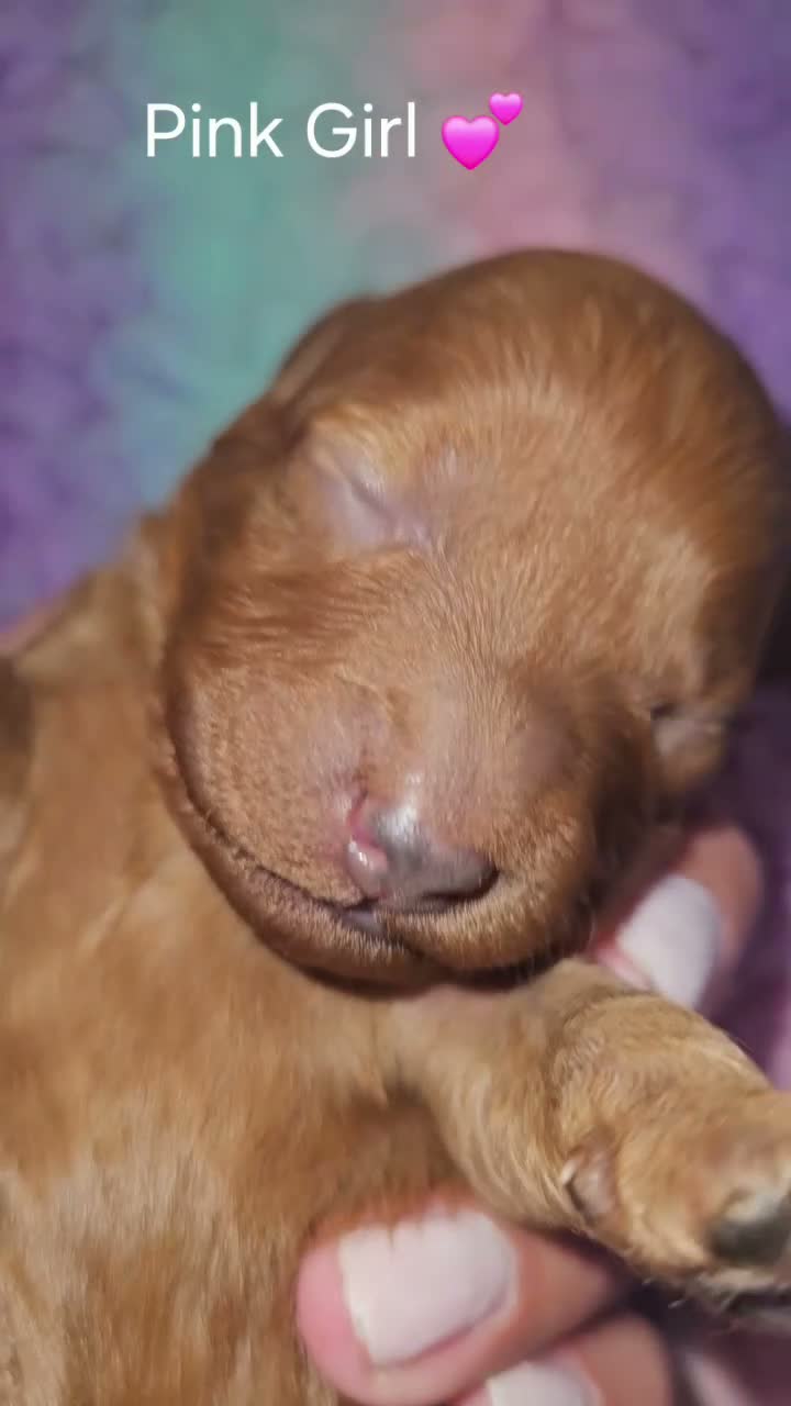 Cavapoo dogs for sale: Licensed breeder,dna clear red tiny cavapoo pups  - Video 2