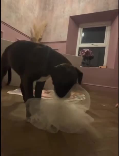 Boxer dogs for sale: Gorgeous boxer puppies from health tested parents  - Video 1
