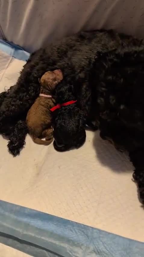Shihpoo dogs for sale: Toy f1bb shipoo - Video 1