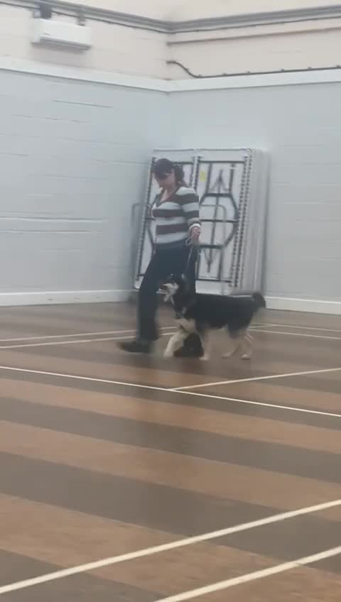 Siberian Husky dogs for sale: Kc reg Siberian husky puppy 5 mths old  - Video 1