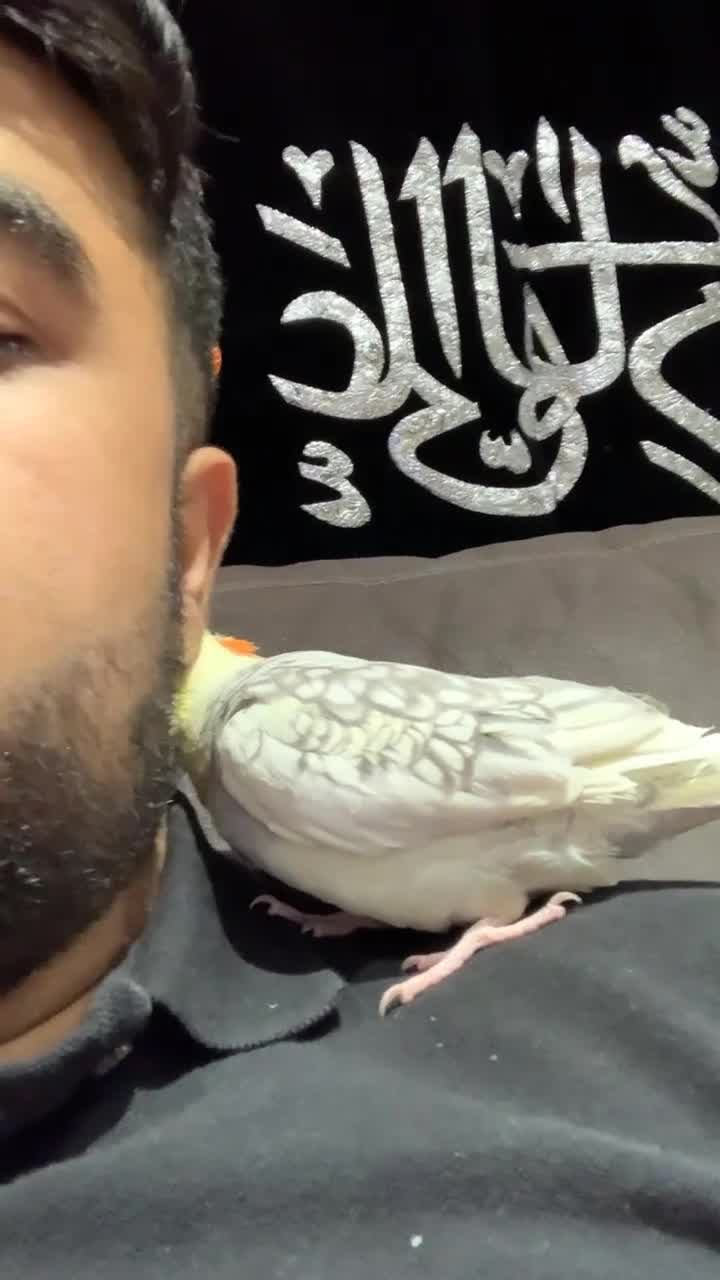 Cockatiels birds for sale: 2 beautiful family cockatiels for sale - Video 2