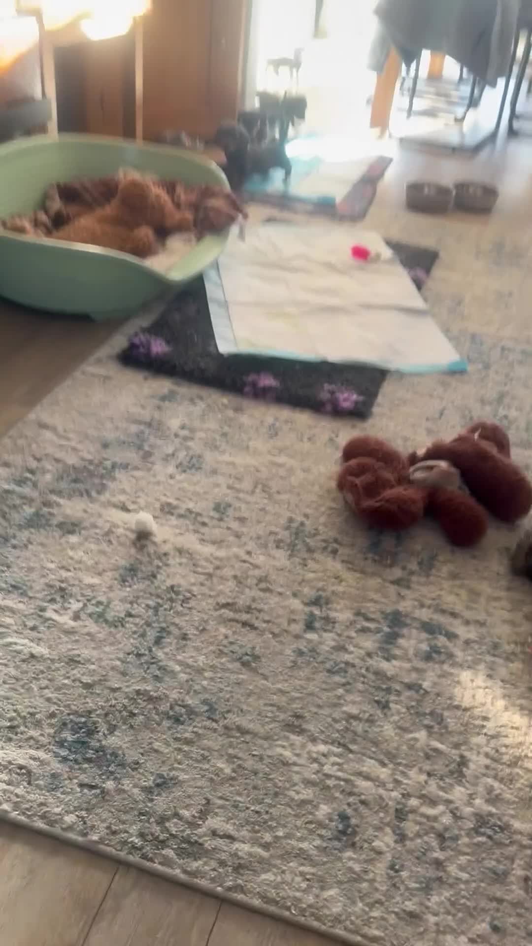 Miniature Dachshund dogs for sale: Miniature Daschund puppies - Video 4