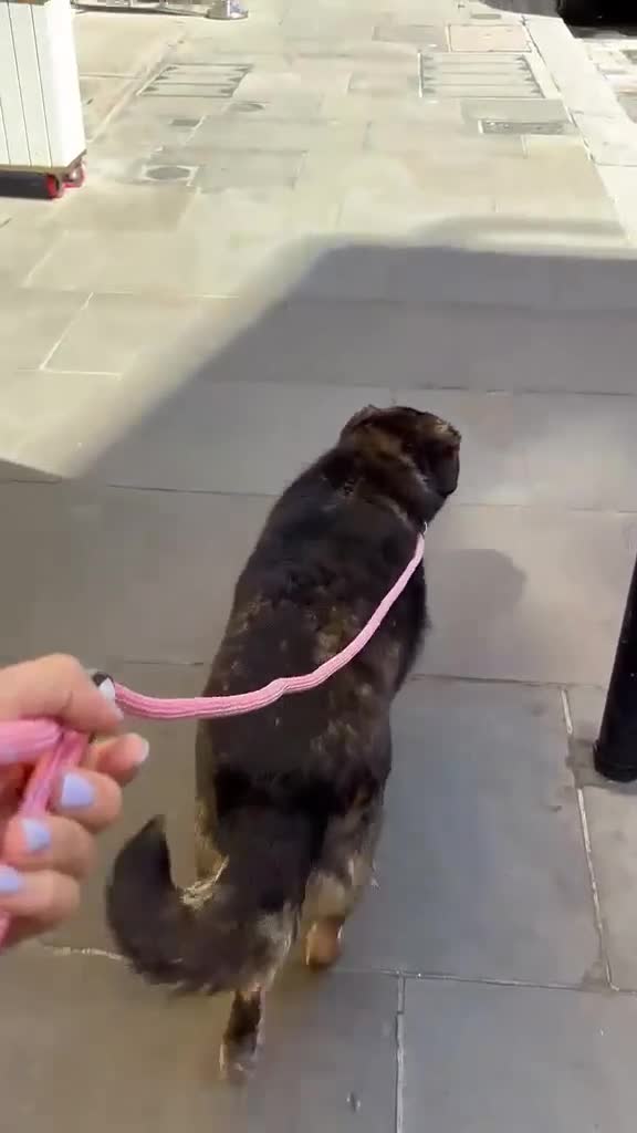 Mixed Breed dogs for adoption: Flower for adoption in London - Video 4