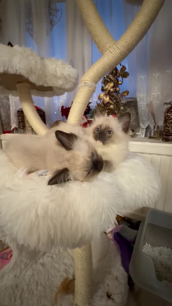 Ragdoll cats for sale: pure ragdoll - Video 4