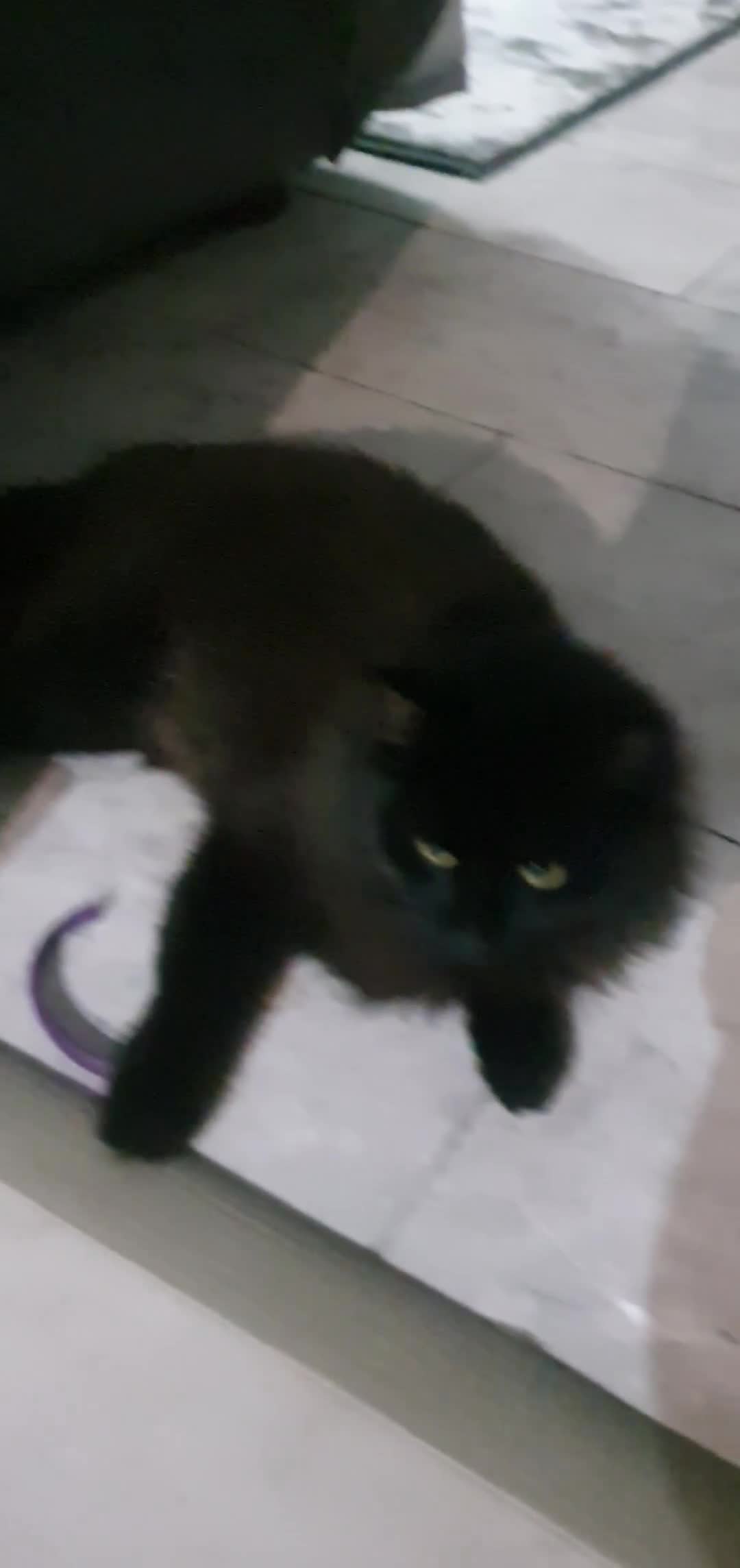 Mixed Breed cats for sale: Beautiful black cat 1 year old read description 🙏 - Video 2