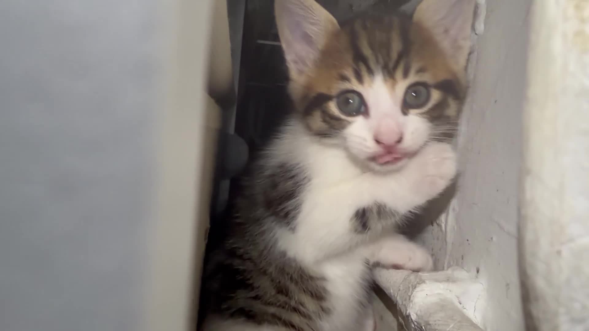 Siberian cats for sale: Ready now Gorgeous Siberian mixed kitten male  - Video 3
