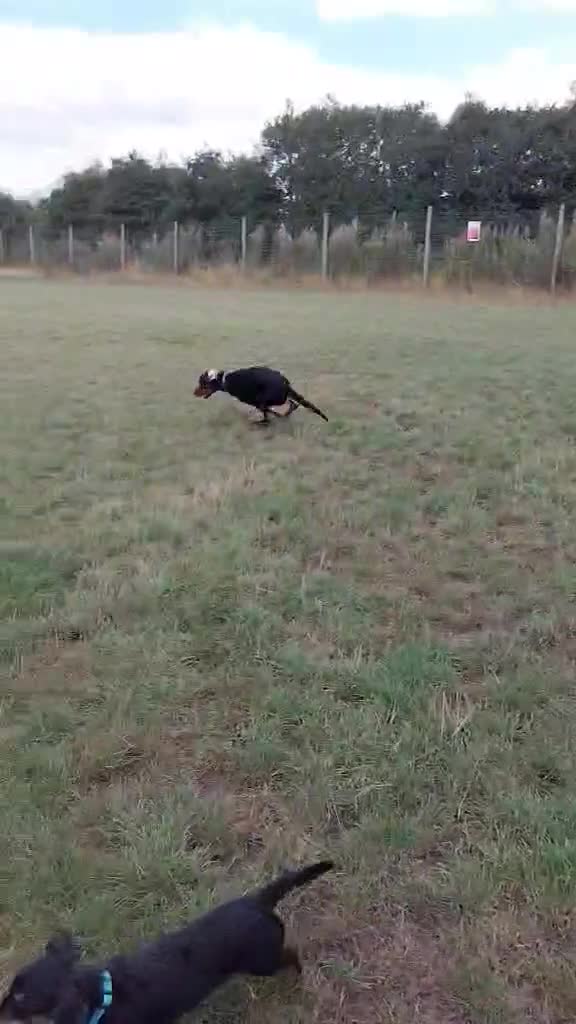 Mixed Breed dogs for adoption: Sky is looking for her forever home  - Video 1
