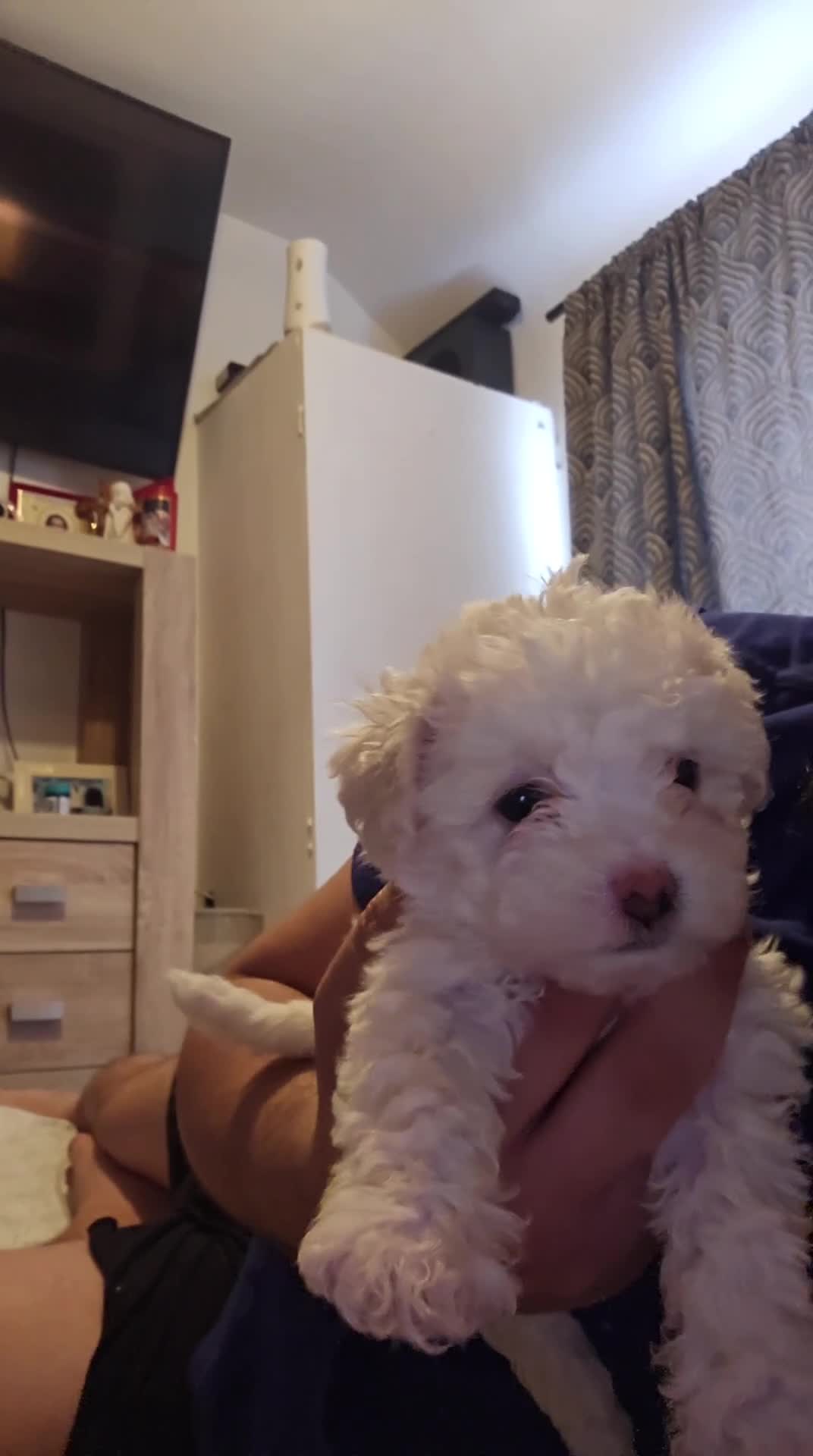 Bichon Frise dogs for sale: Bichon - Video 2