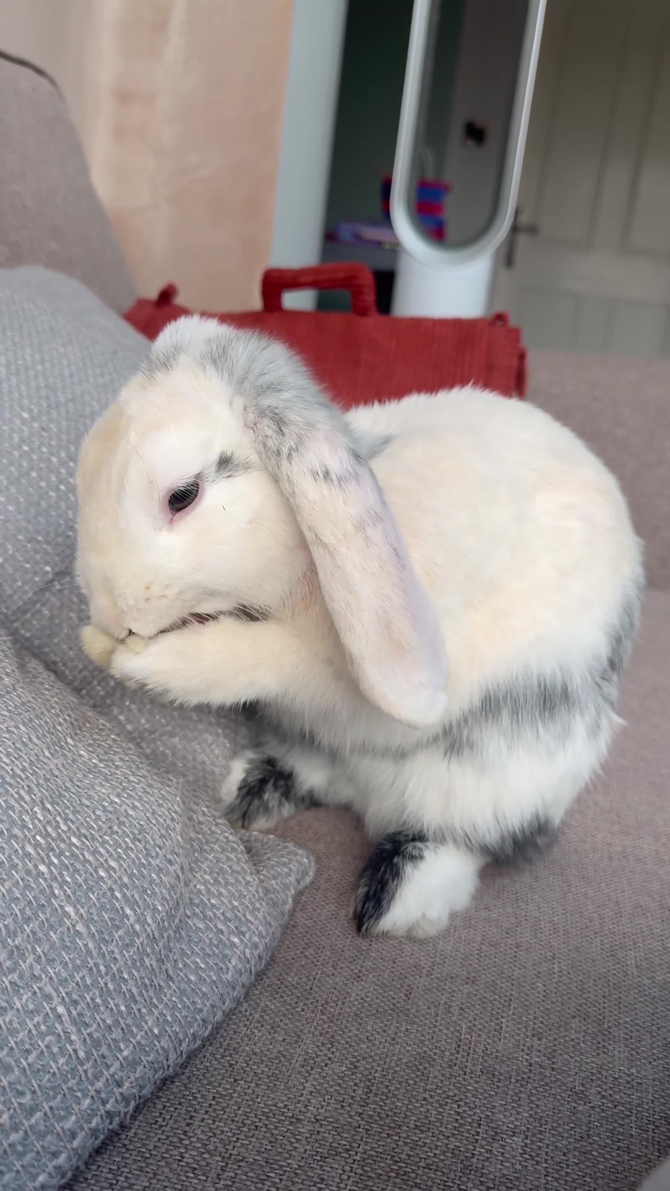 English Lop rabbits for sale: Flip Male Lop Kind, Loyal, Caring - Video 1