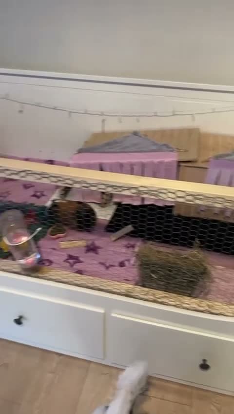 Guinea Pig rodents for sale: Beautiful Bonded Trio of Female Guinea - Video 1
