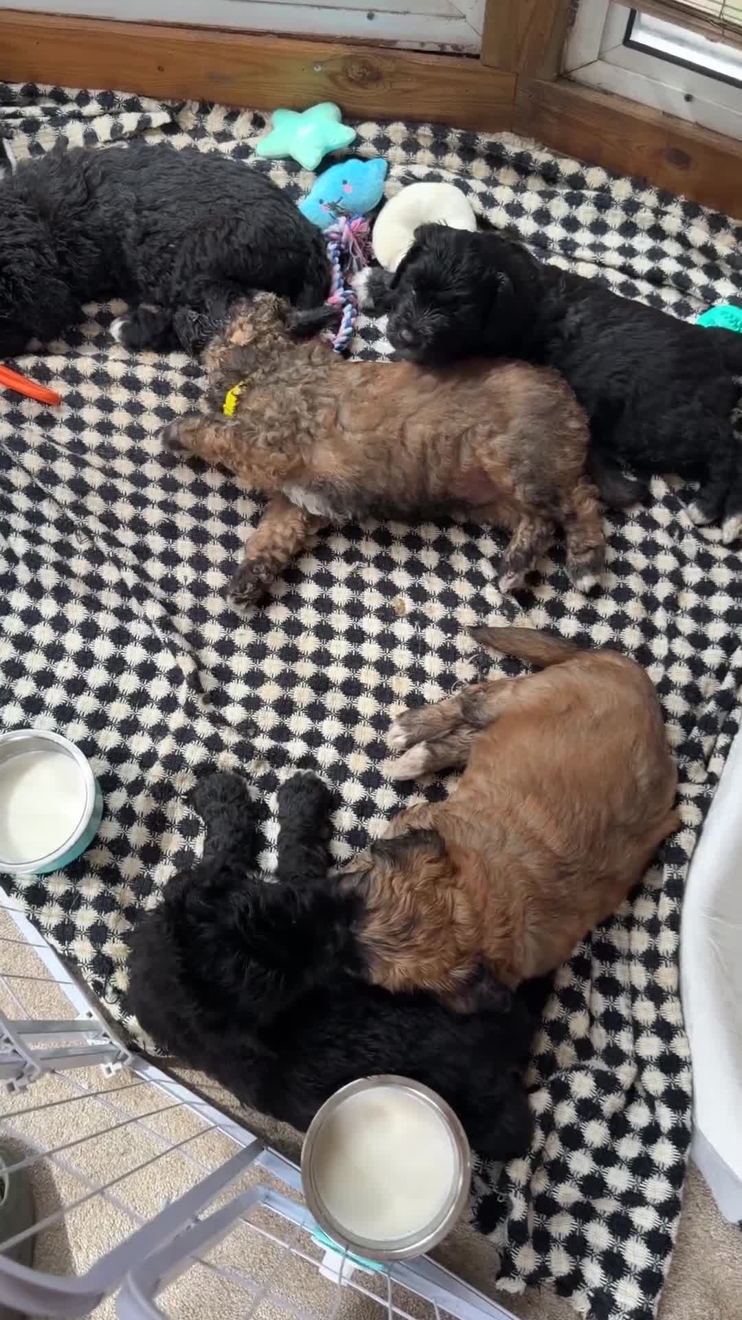 Mixed Breed dogs for sale: Beautiful Bernedoodle Puppies – 3 Girls & 3 Boys - Video 1