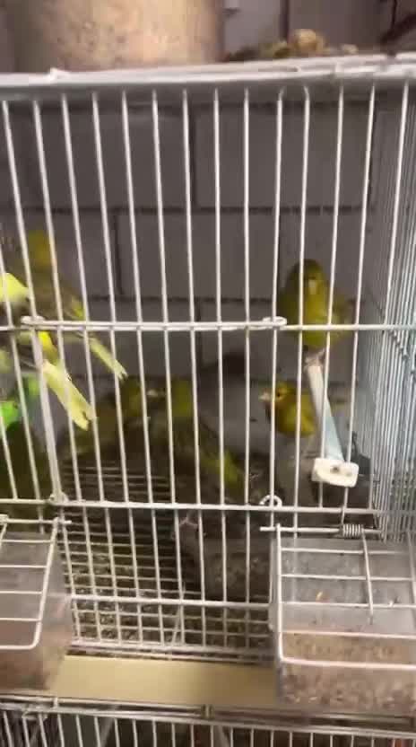Mixed Breed birds for sale: Canaries, budgies - Video 1