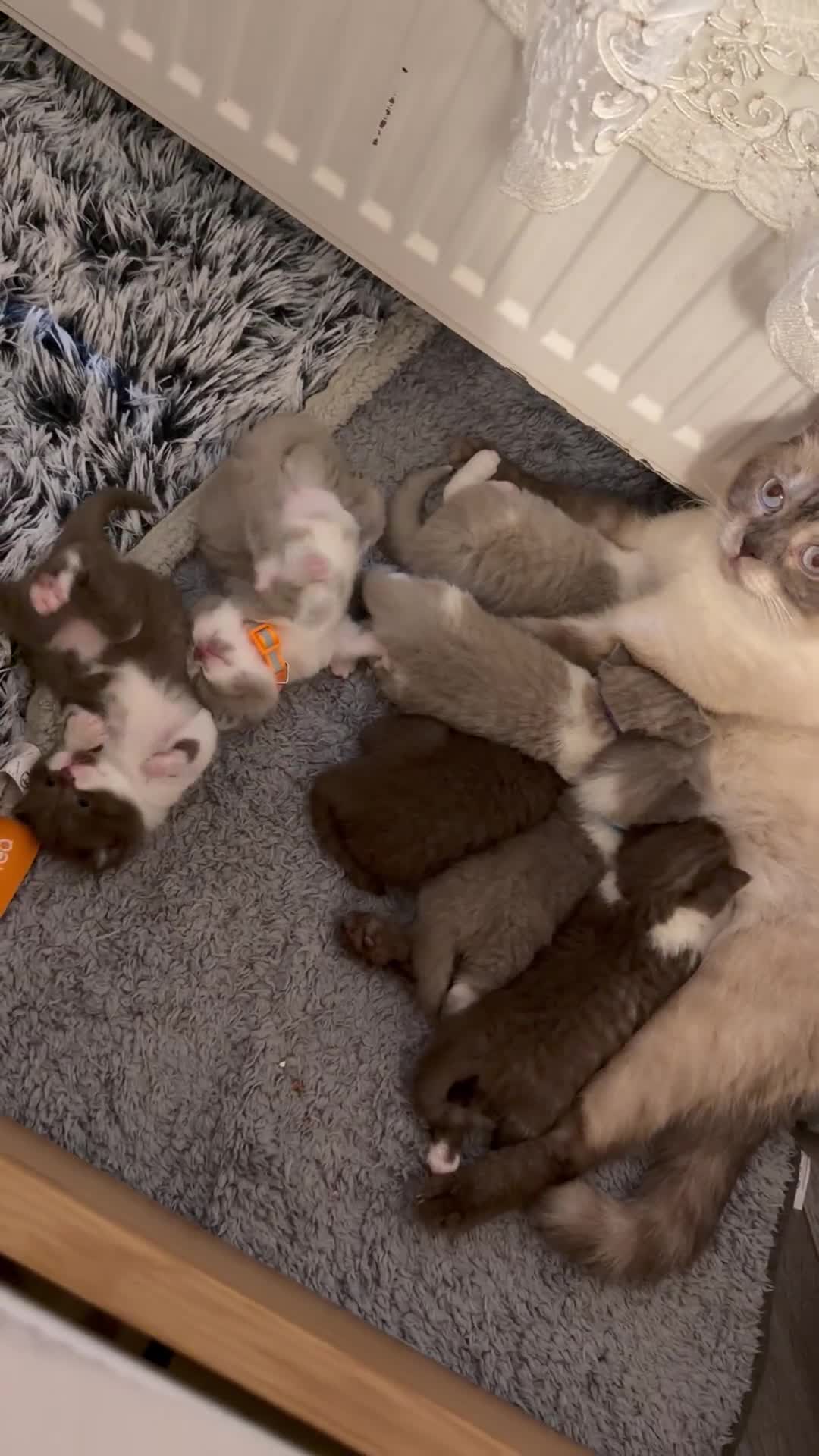 British Shorthair cats for sale: BSH kittens💚💙💜🧡🎀🎀🎀 - Video 1