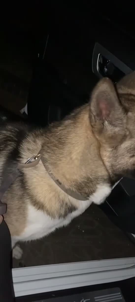 Akita dogs for sale: Free Male loving American Akita for Rehoming - Video 1
