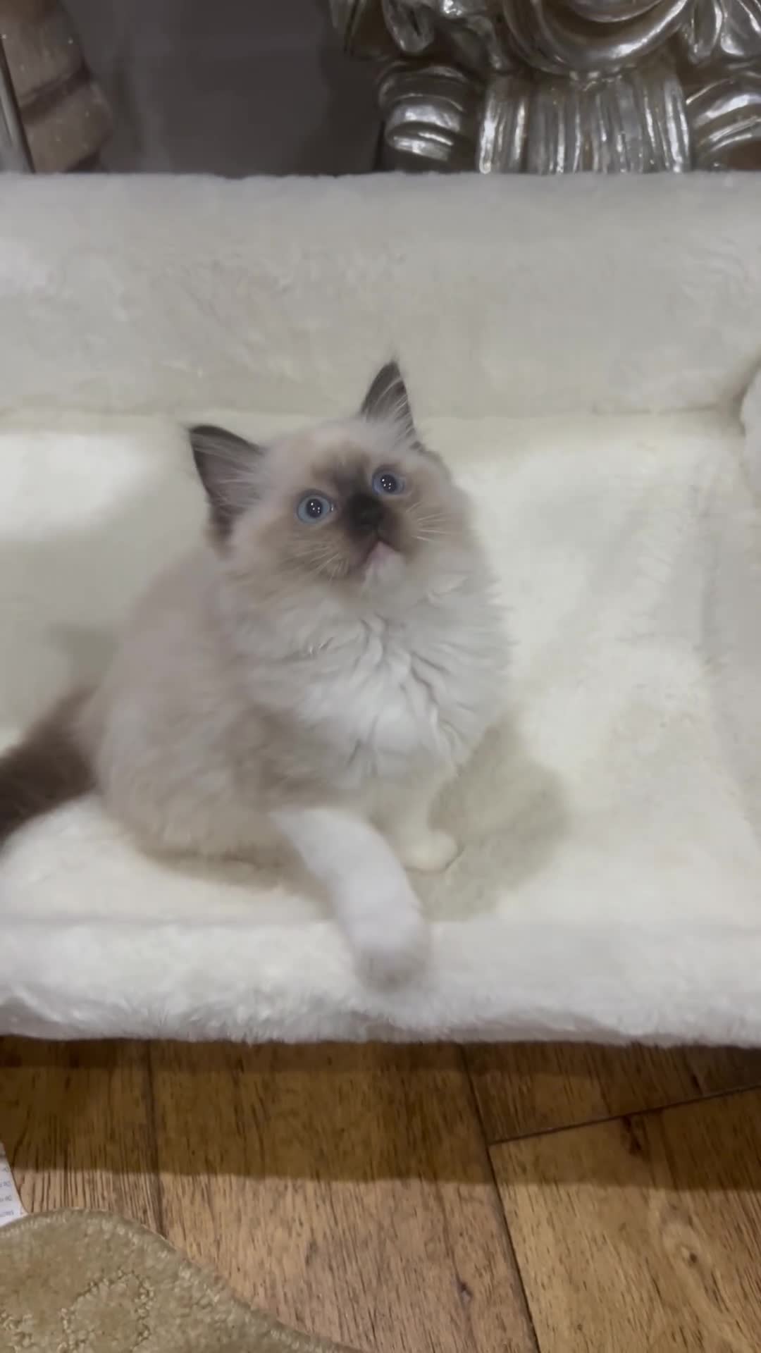 Ragdoll cats for sale: Reserved…Waiting list available - Video 1