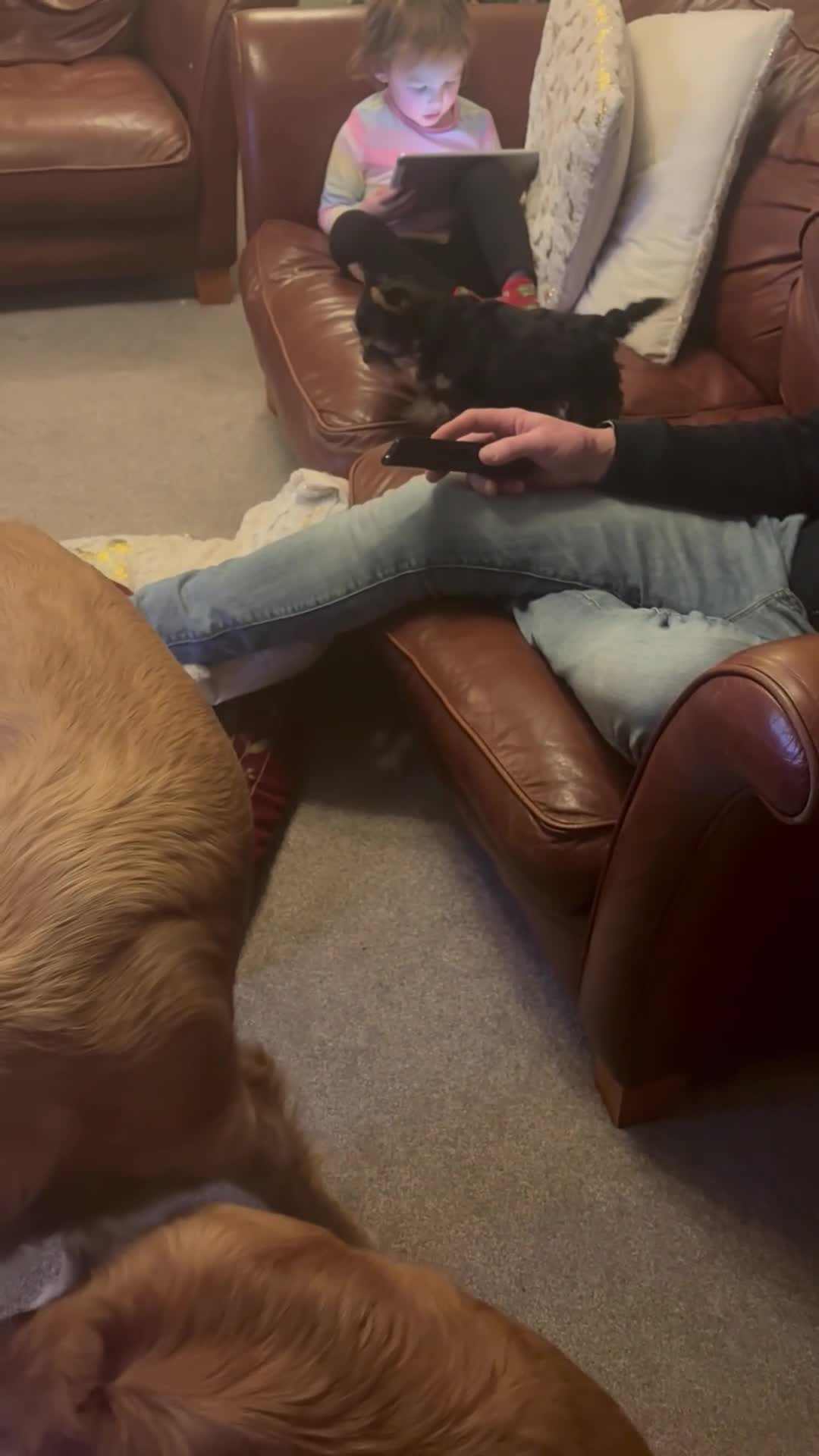 Yorkshire Terrier dogs for sale: Absolutely stunning  mini yorkie boy  - Video 1