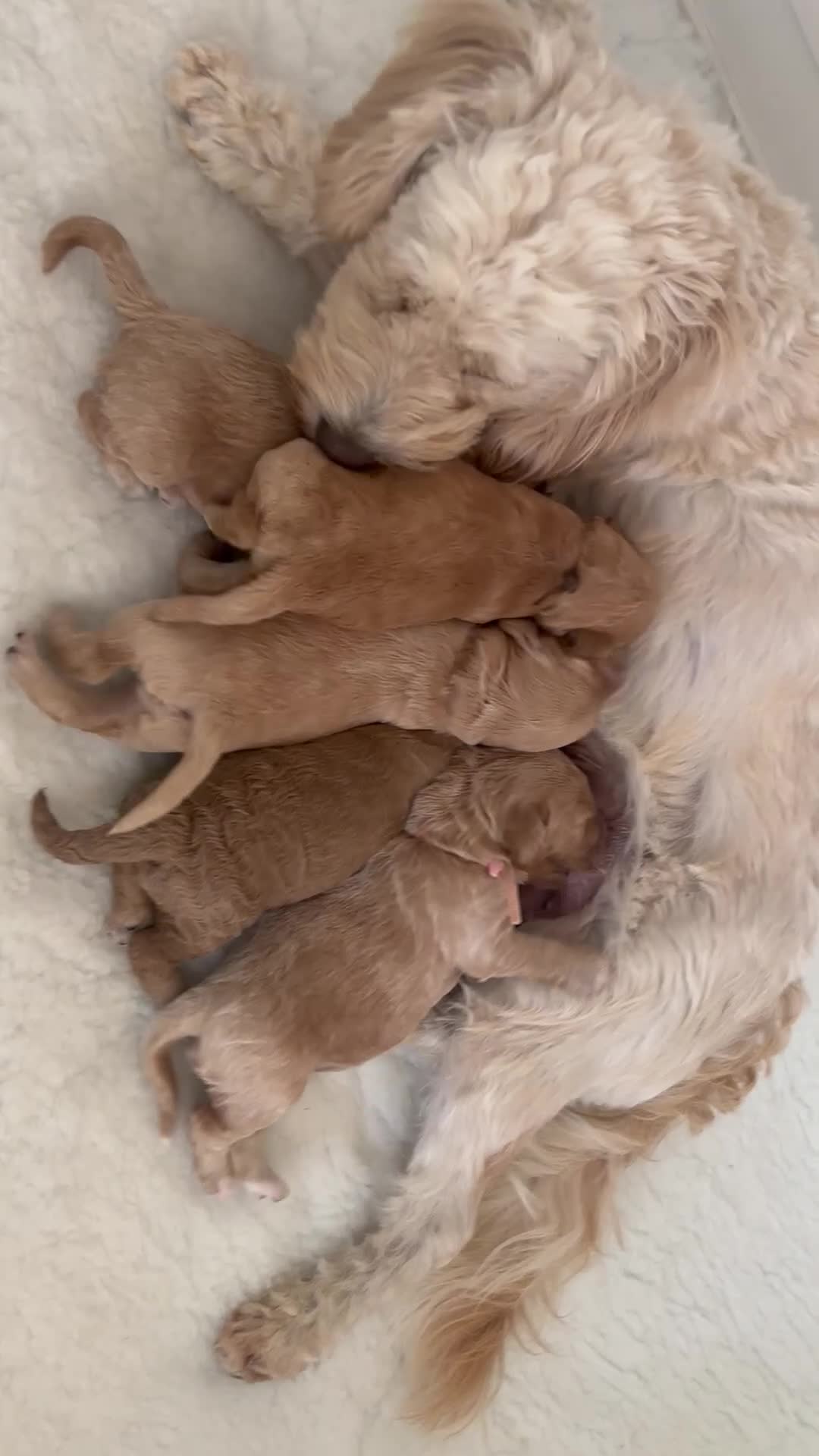Cockapoo dogs for sale: Leics Charnwood F2 Cockapoos Genetically Tested  - Video 2