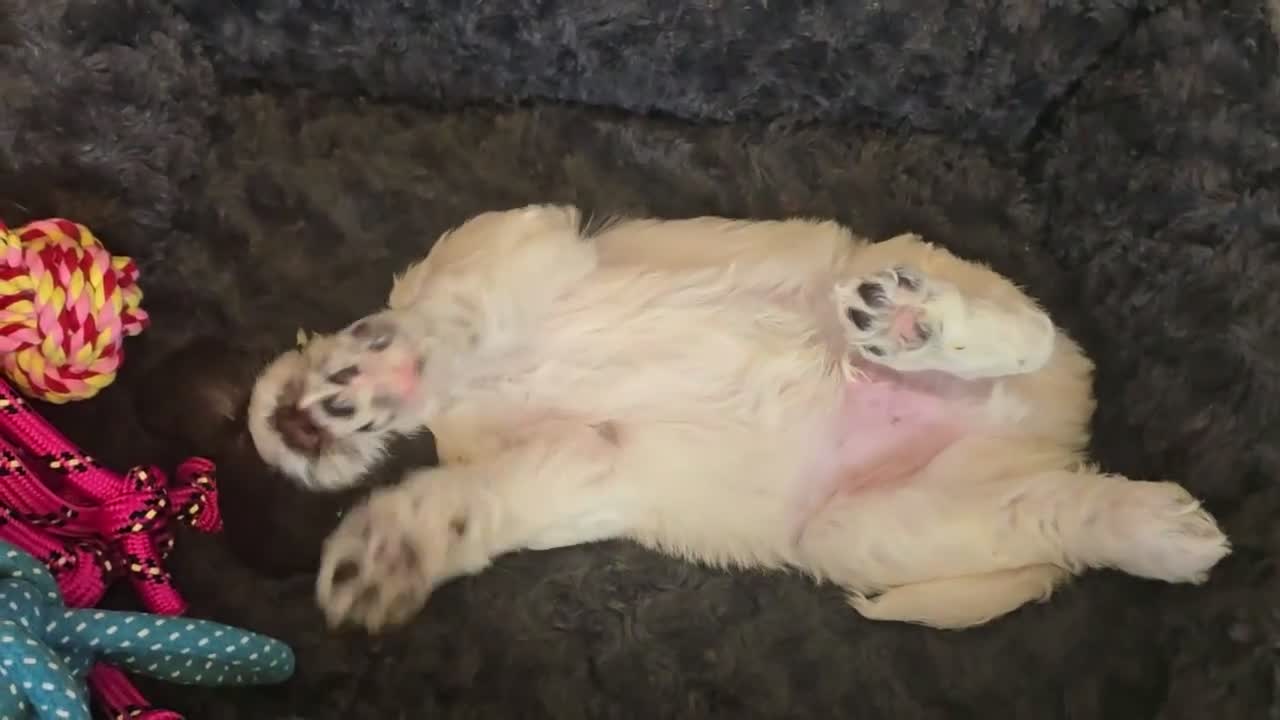 Sproodle dogs for sale: 💫💗Last Gorgeous Sproodle Girl🐾 Available🐶🩷🐾 - Video 4