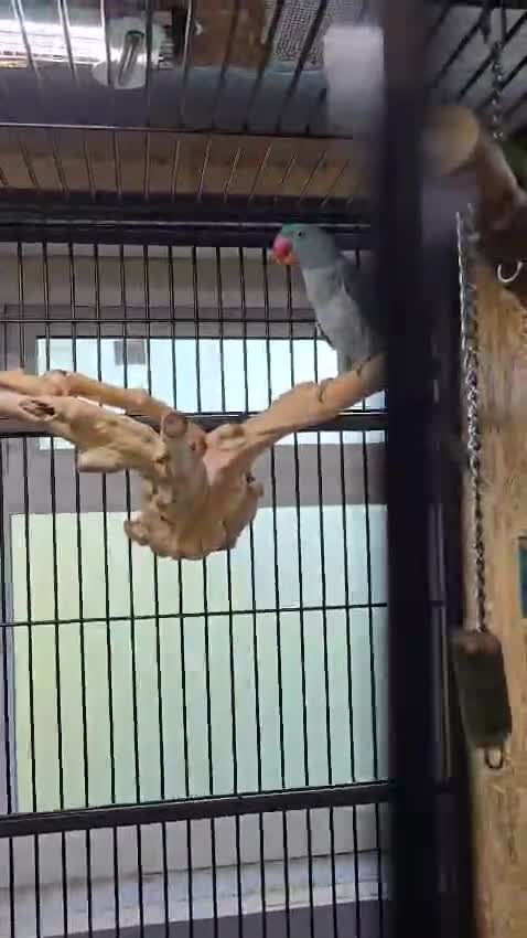 Parrots birds for sale: Blue male and female alexandrine for sale - Video 1
