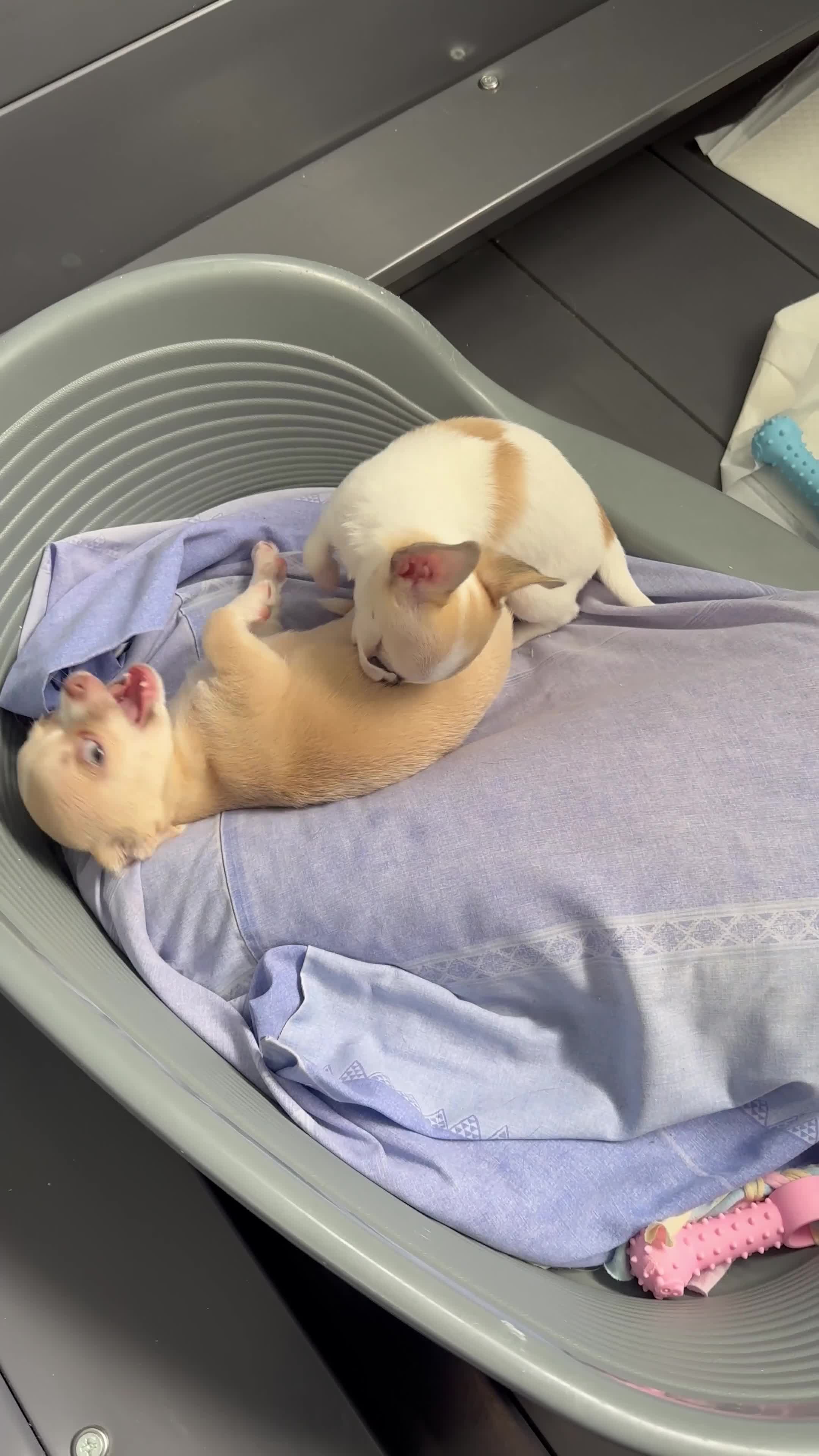 Chihuahua dogs for sale: Adorable Chihuahua puppies - Video 1