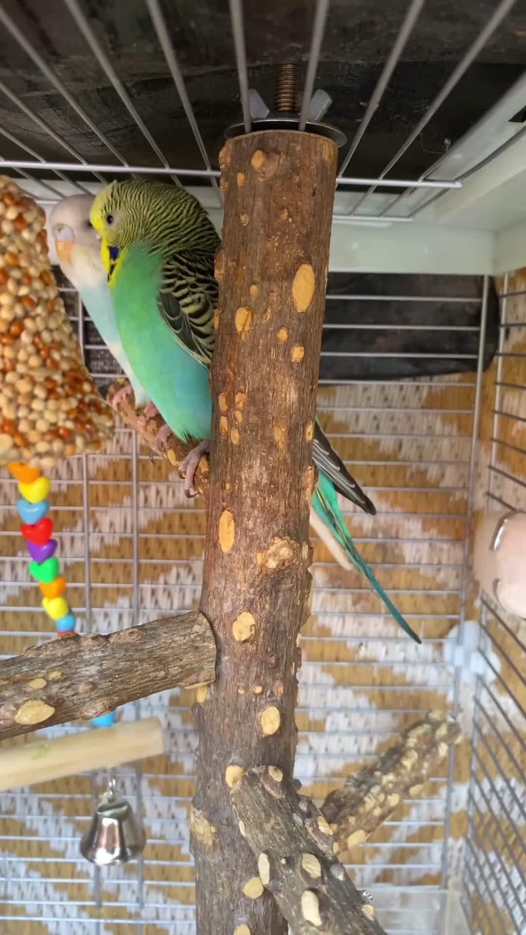 Budgerigars birds for sale: Coulourfull budgie £25 - Video 1