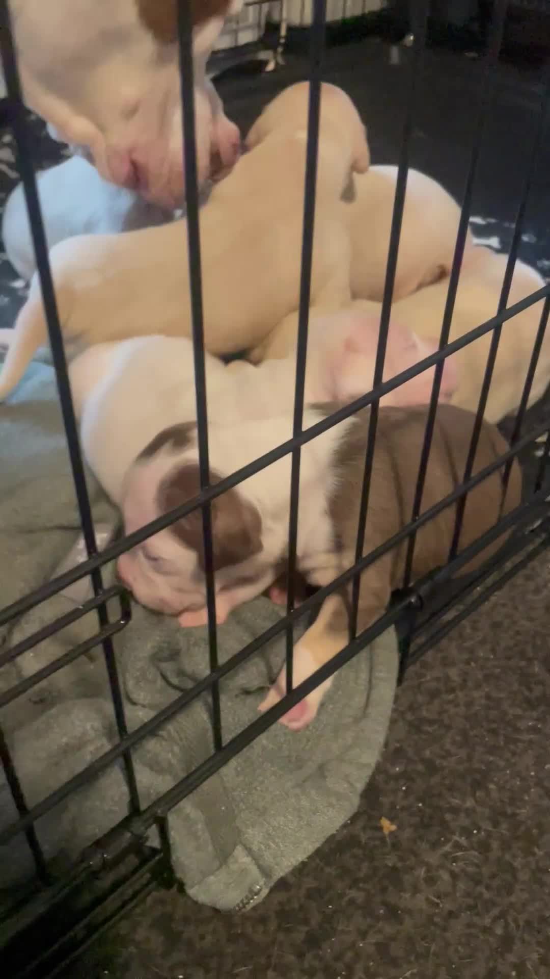 American Bull Staffy dogs for sale: Beautiful pups 4boys 2girls  **  Manchester - Video 1