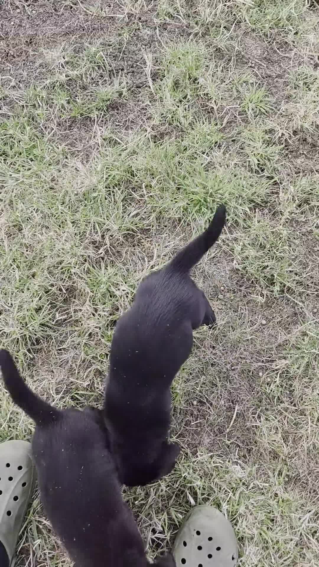 Labrador Retriever dogs for sale: 4 excellent labrador pups - Video 1