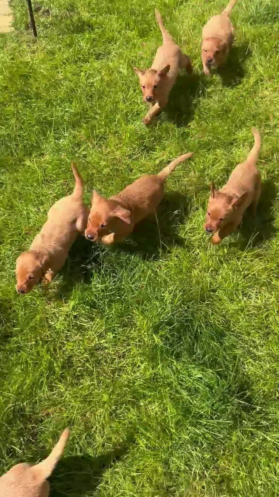 Labrador Retriever dogs for sale: *Videos* 7 KC-Registered Fox Red Labrador Pups🐶 - Video 2