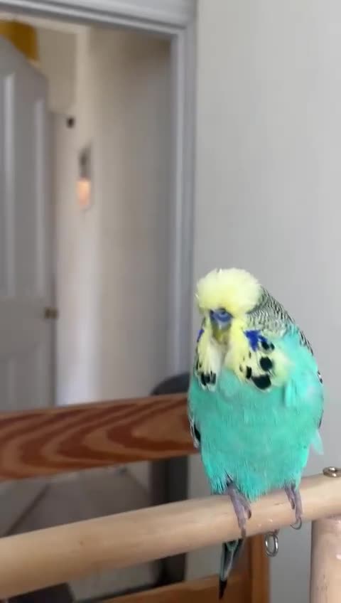 Budgerigars birds for sale: Exhibition yellow face male and breeder female - Video 2