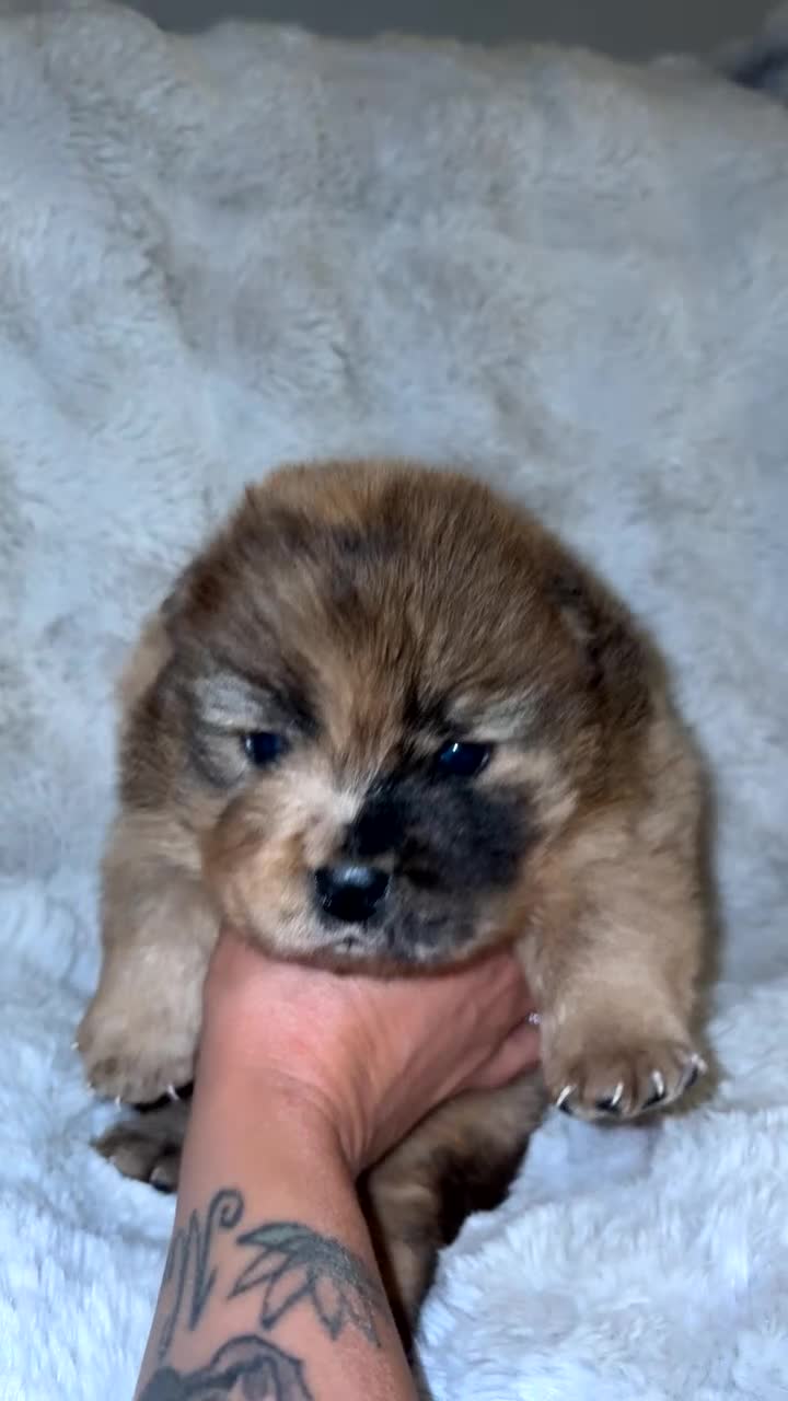 Chow Chow dogs for sale: Chocolate Merle  - Video 1