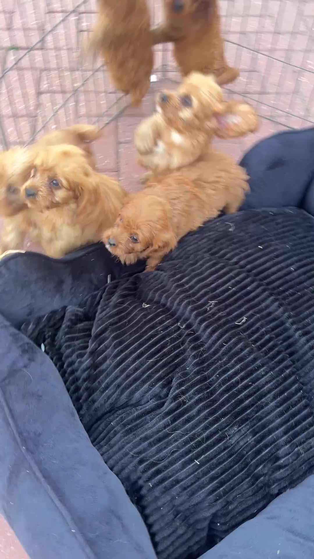 Cavapoo dogs for sale: F1 Cavapoos  - Video 4