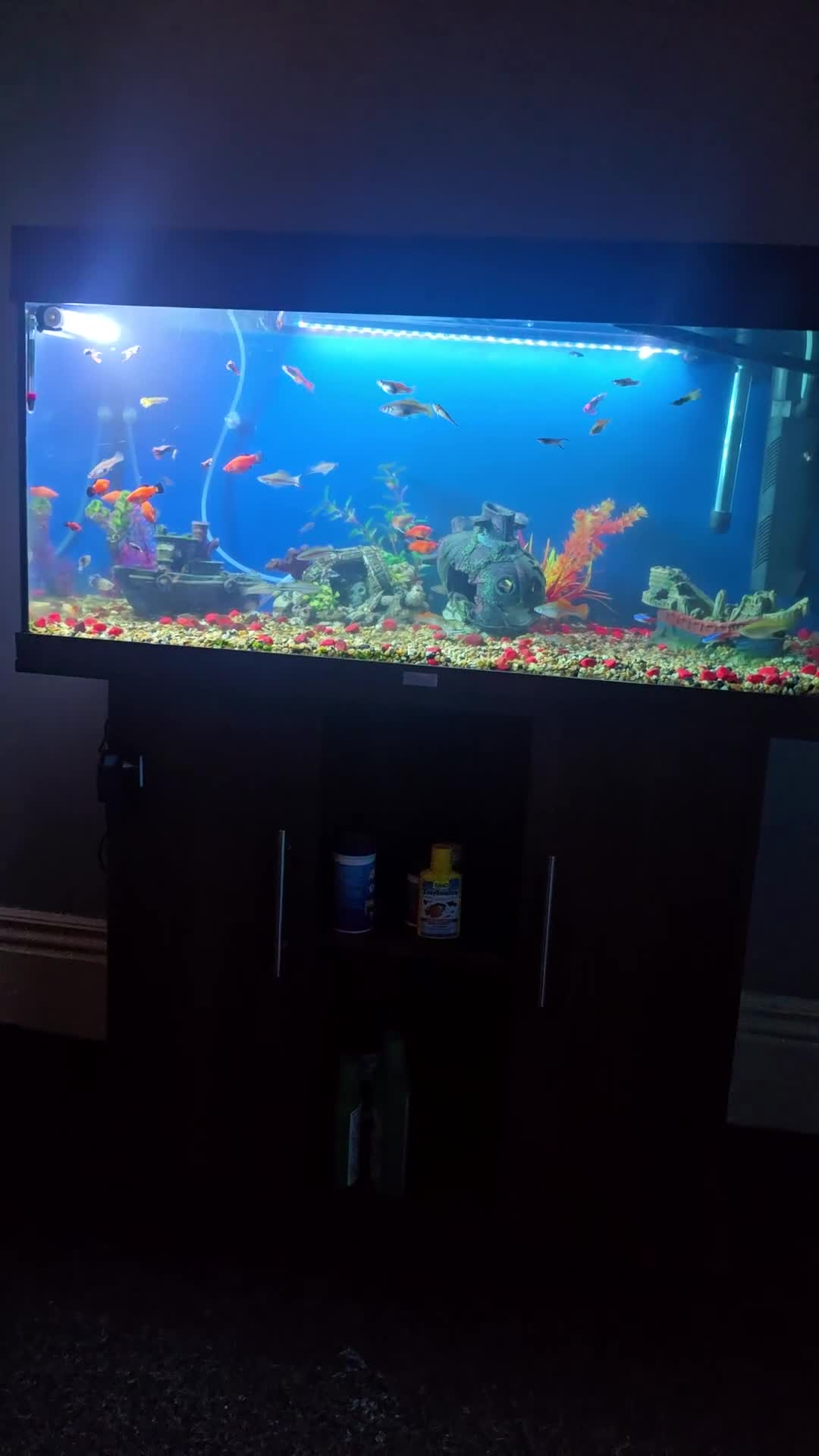 Other/Mixed Breed fish for sale: Tropical mix fish with aquarium  - Video 2