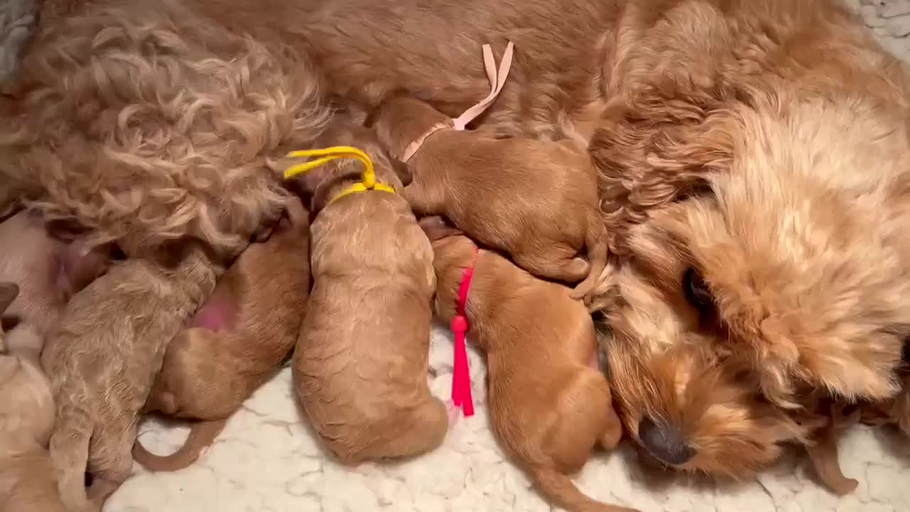 Cavapoo dogs for sale: 5⭐️Licensed+DNA tested+Vet Checked - Video 1