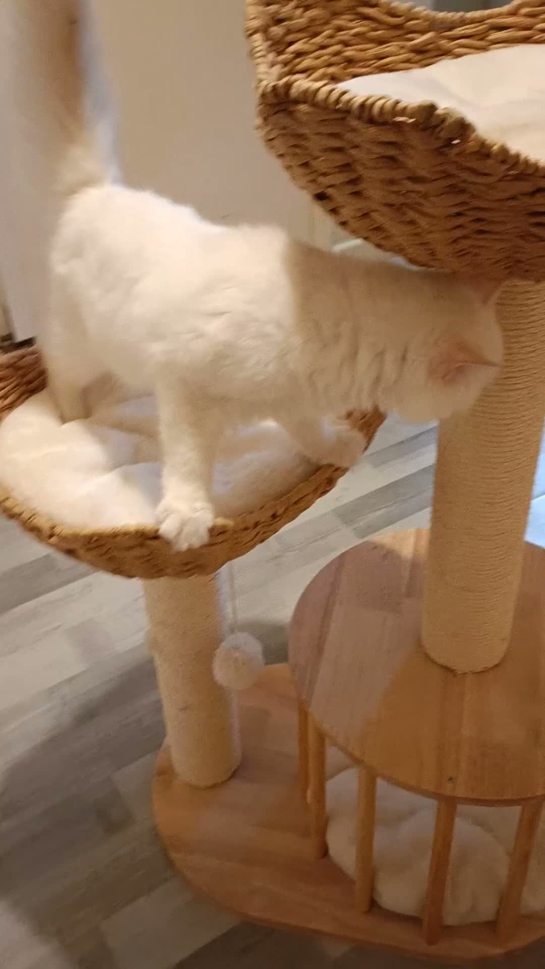 Ragdoll cats for sale:  Active fawn point boy available  - Video 2